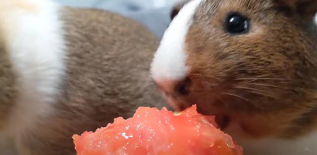 Can guinea pigs eat tomatoes