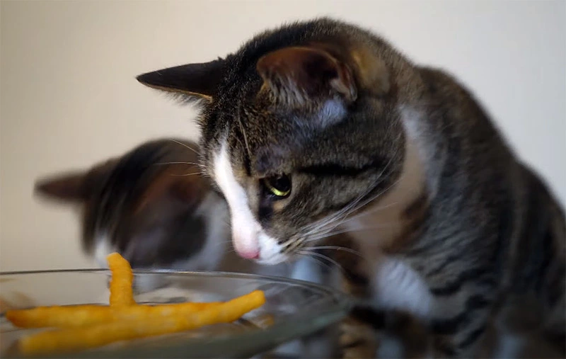 Could cats eat french fries