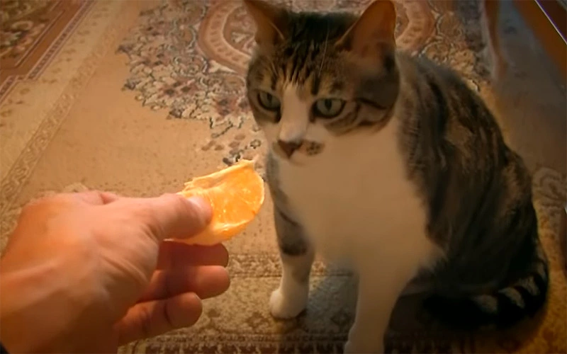 Do Cats Eat Oranges