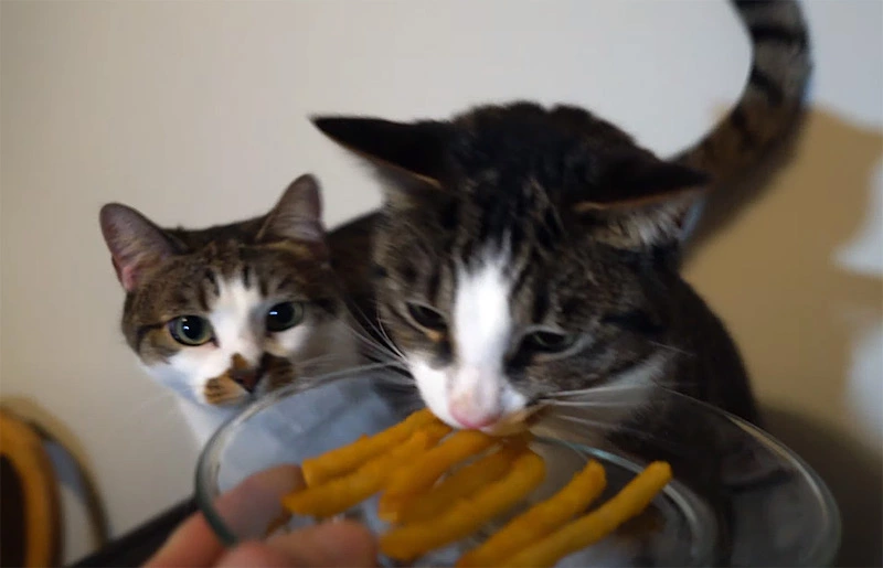 Is it safe for cats to eat french fries
