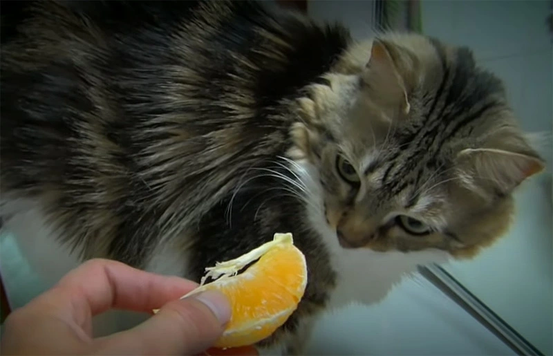 Should Cats Eat Oranges