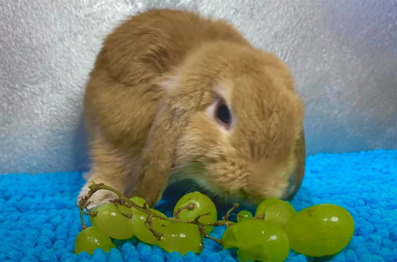 Are Grapes Good for Rabbits