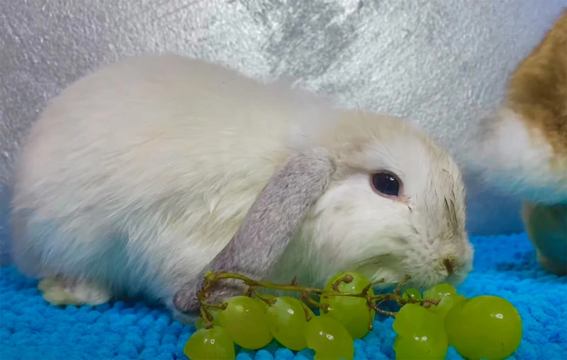 Are Grapes Safe for Rabbits