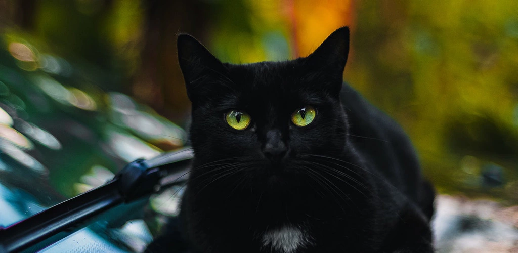 Black cat with green eyes