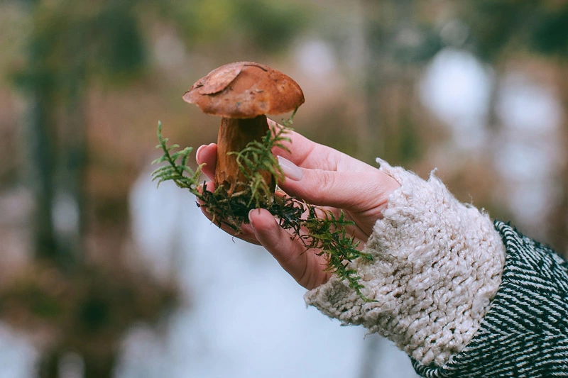 Can Bunnies Eat Mushroom