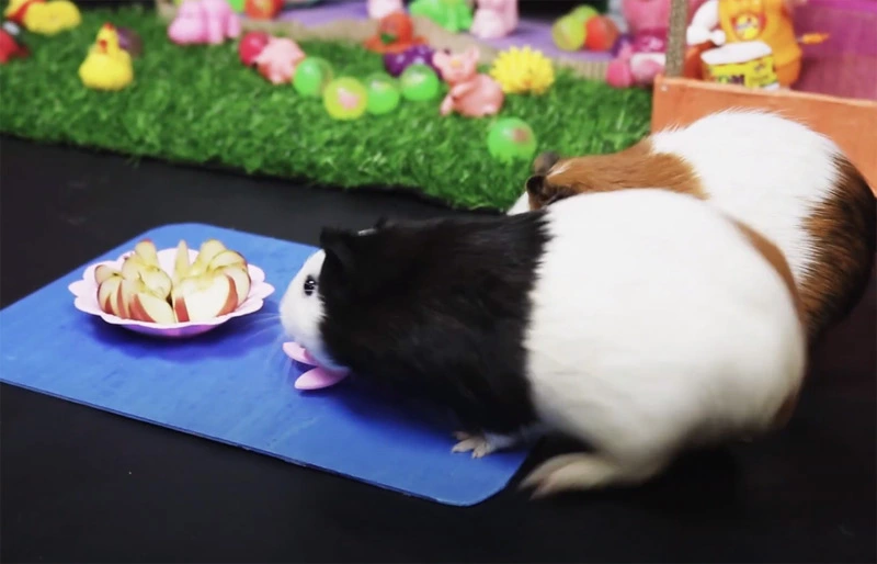 Can Guinea Pigs Eat Apples Everyday
