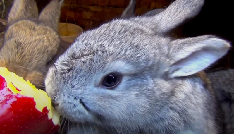 Can Rabbits Eat Apples Every Day