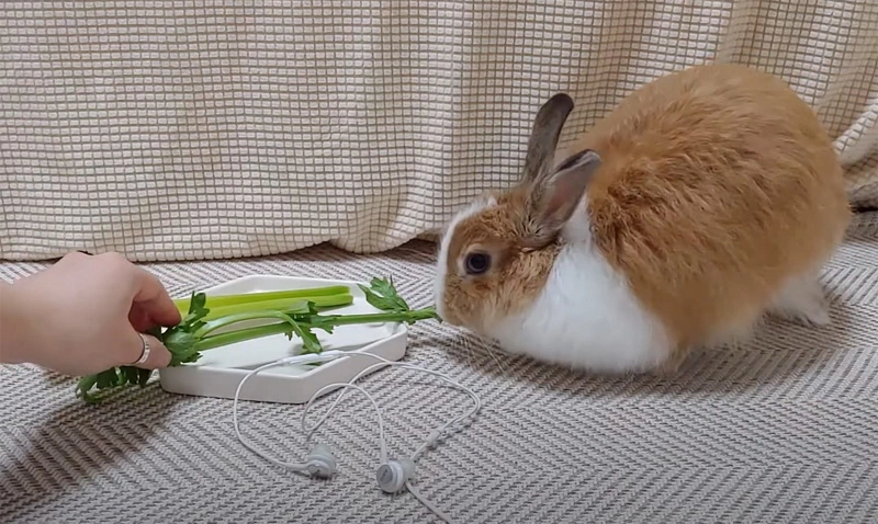 Can Rabbits Eat Celery Everyday