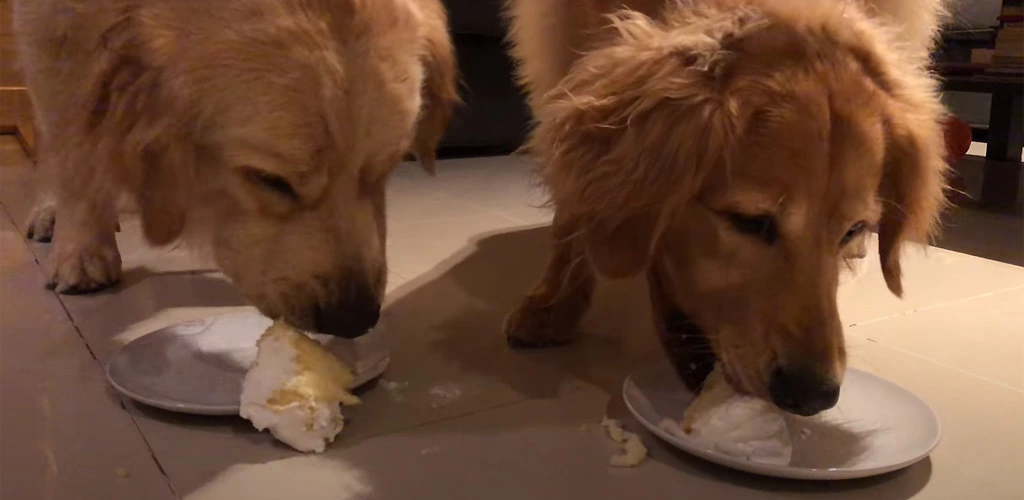 Can dogs eat cake