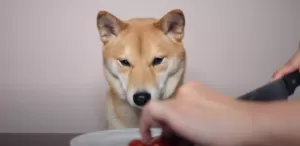 Can dogs eat cherry tomatoes