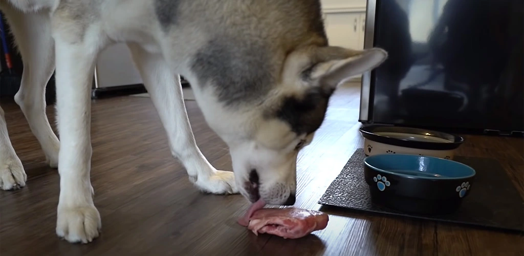 Can dogs eat lamb bones