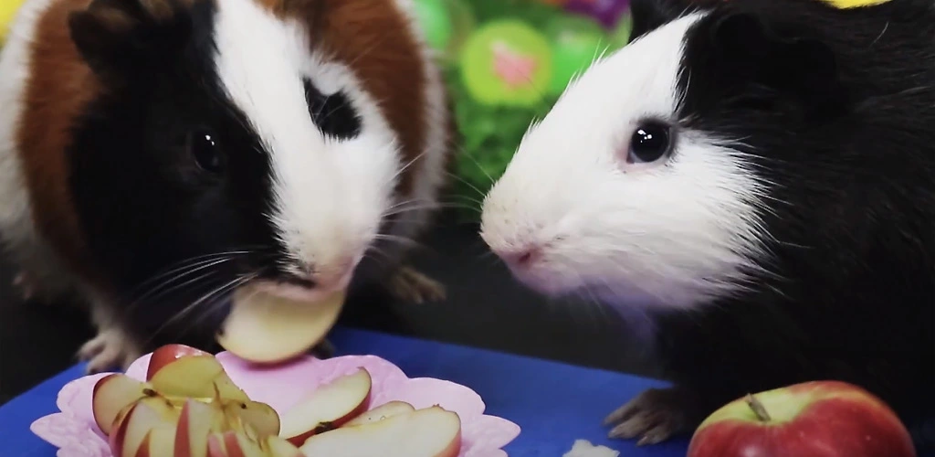 Can guinea pigs eat apples