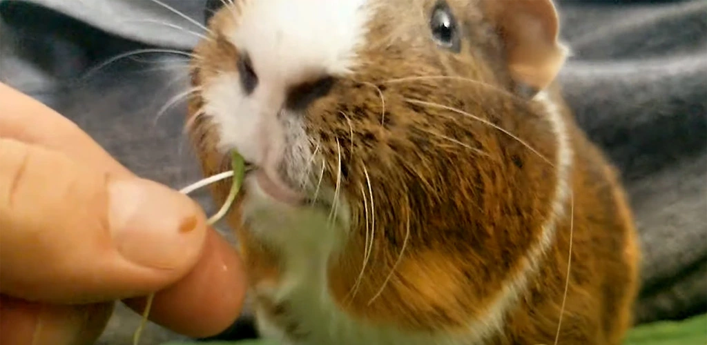 Can guinea pigs eat bean sprouts