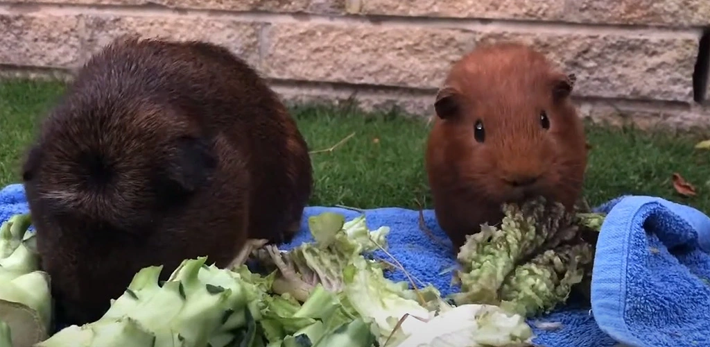 Can guinea pigs eat broccoli