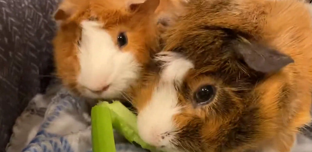 Can guinea pigs eat celery