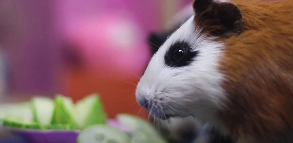 Can guinea pigs eat cucumbers