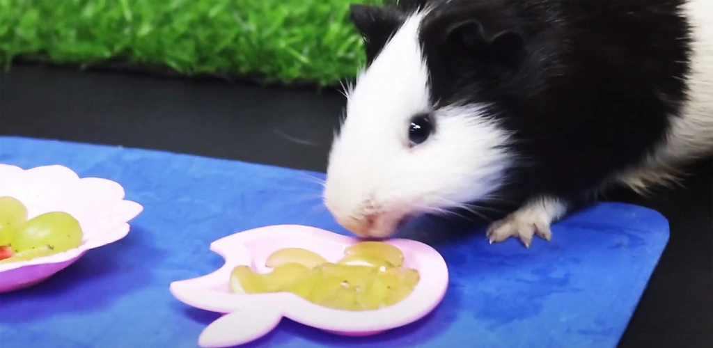 Can guinea pigs eat grapes