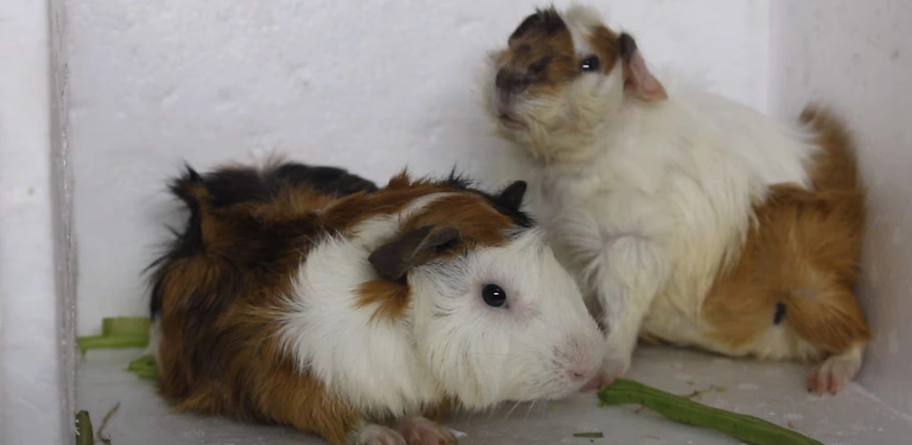 Can guinea pigs eat green beans