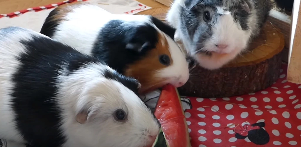 Can guinea pigs eat watermelon