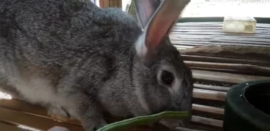 Can rabbits eat asparagus? [Detailed Answer]