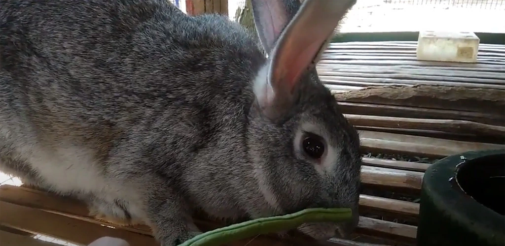 Can rabbits eat asparagus