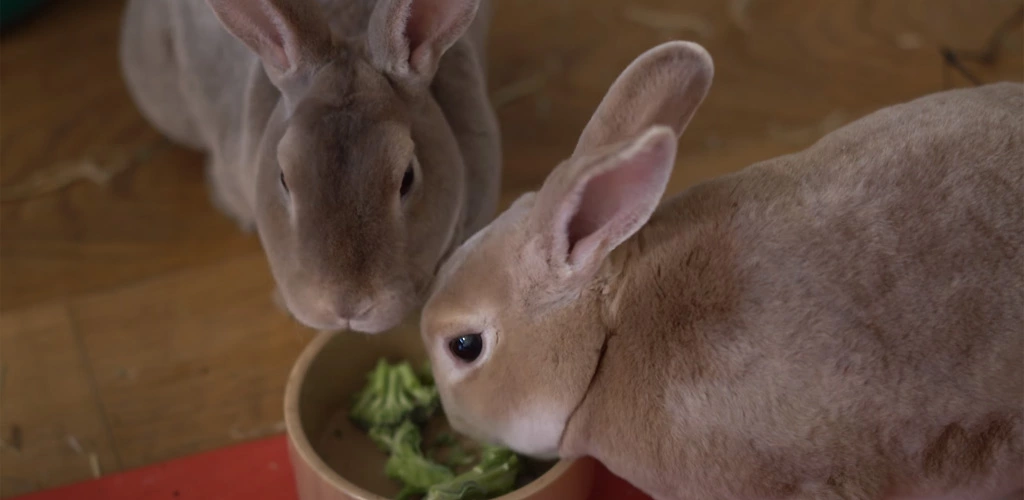 Can rabbits eat broccoli