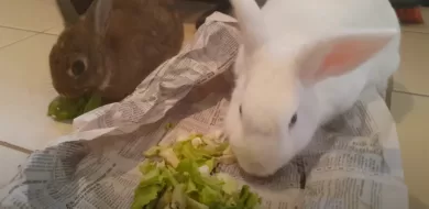 Can rabbits eat cabbage