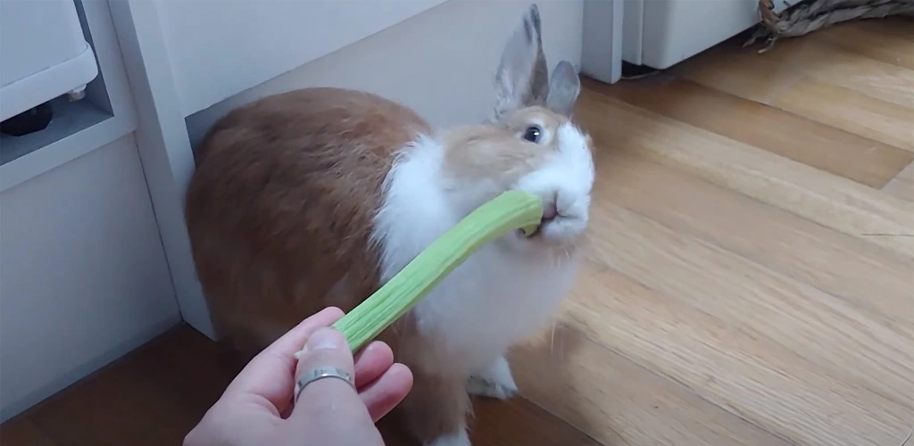 Can rabbits eat celery