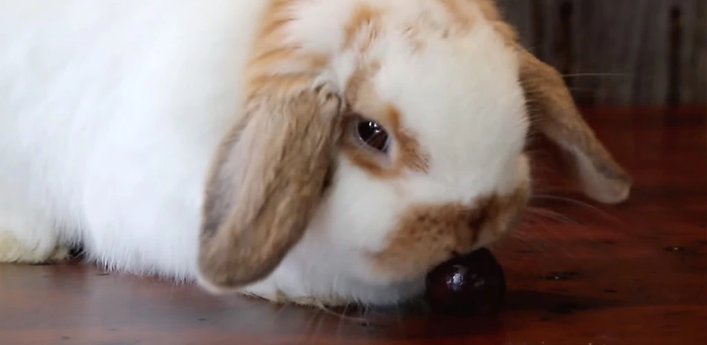 Can rabbits eat cherries