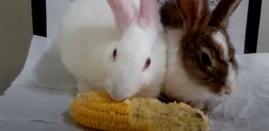 Can Rabbits eat Corn? Know Before You Do Anything Wrong!