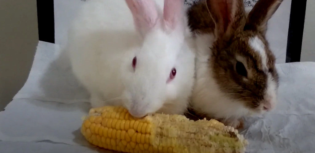 Can rabbits eat corn