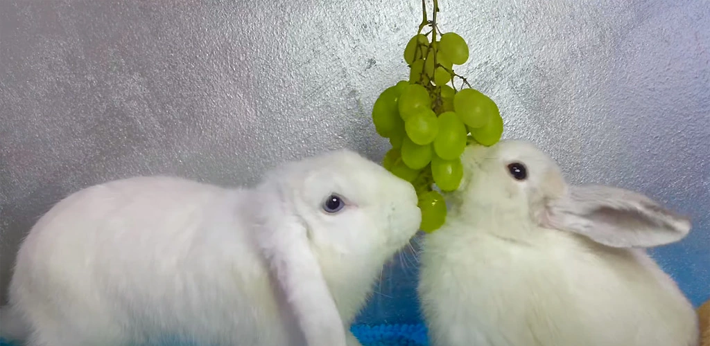 Can rabbits eat grapes