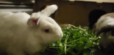 Can rabbits eat kale