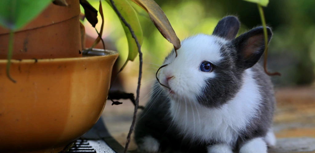 Can rabbits eat mushrooms