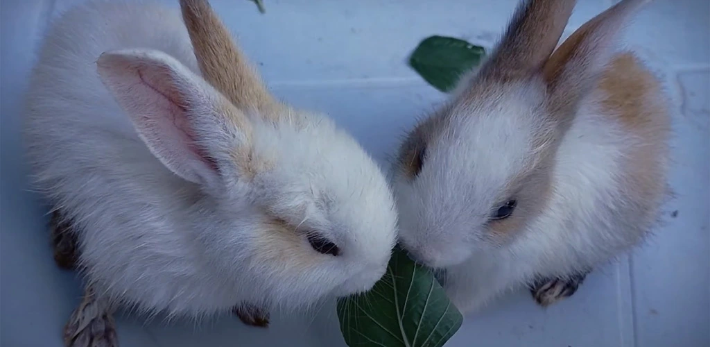 Can rabbits eat spinach