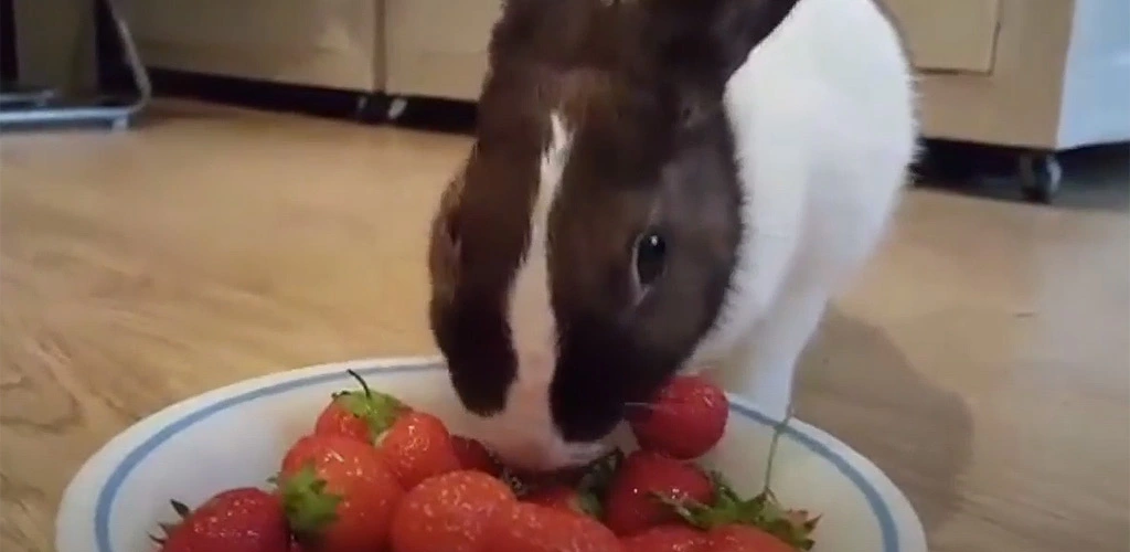 Can rabbits eat strawberries