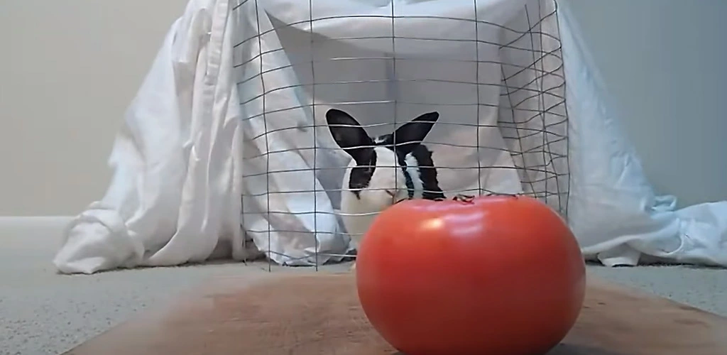 Can rabbits eat tomatoes