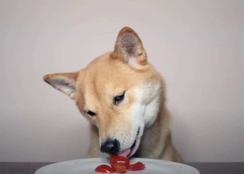 Do Dogs Eat Cherry Tomatoes