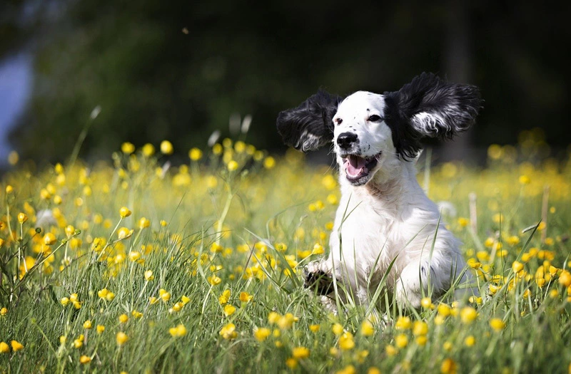 Do Dogs Have Souls According to the Bible