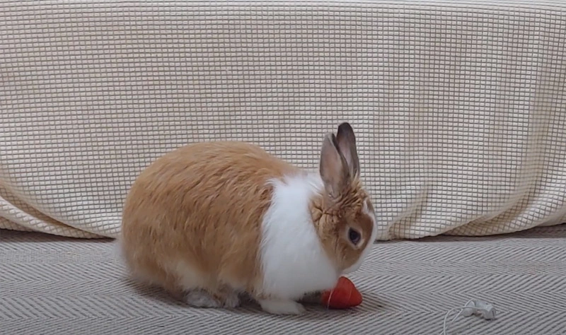 Do Rabbits Eat Strawberries
