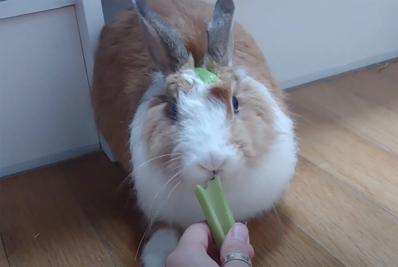 Does Rabbits Eat Celery