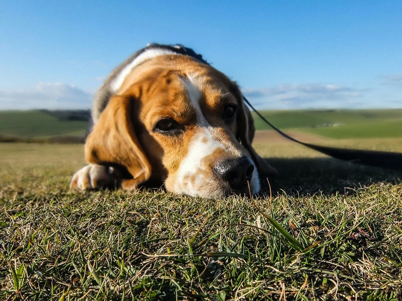 How Do Dogs Know When You are Sad