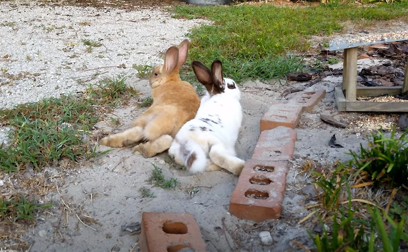 How Much Bird Food Rabbits Can Eat in a Day