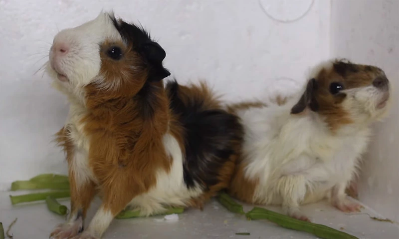 How Much Green Beans Can a Guinea Pigs Eat