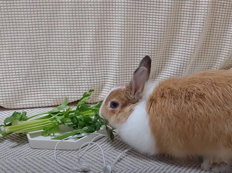 Is Celery Good for Rabbits