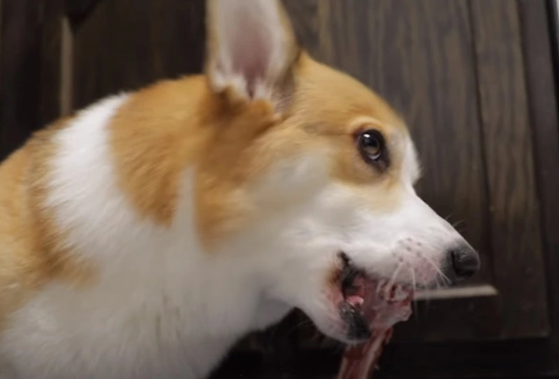Lamb Bones for Dogs Teeth