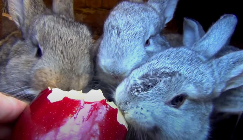 Should Rabbits Eat Apples