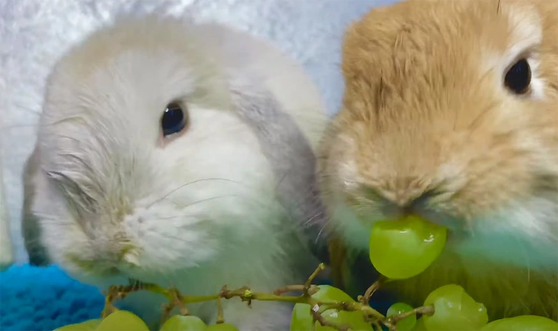 Should Rabbits Eat Grapes
