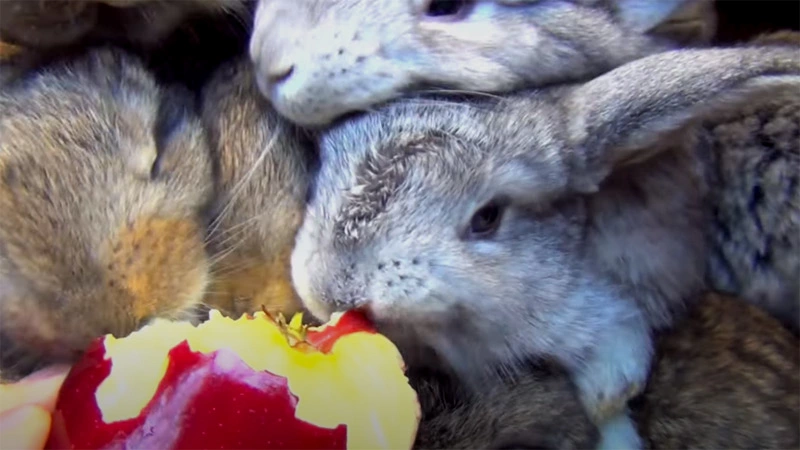 What Kind of Apples Rabbits Can Eat