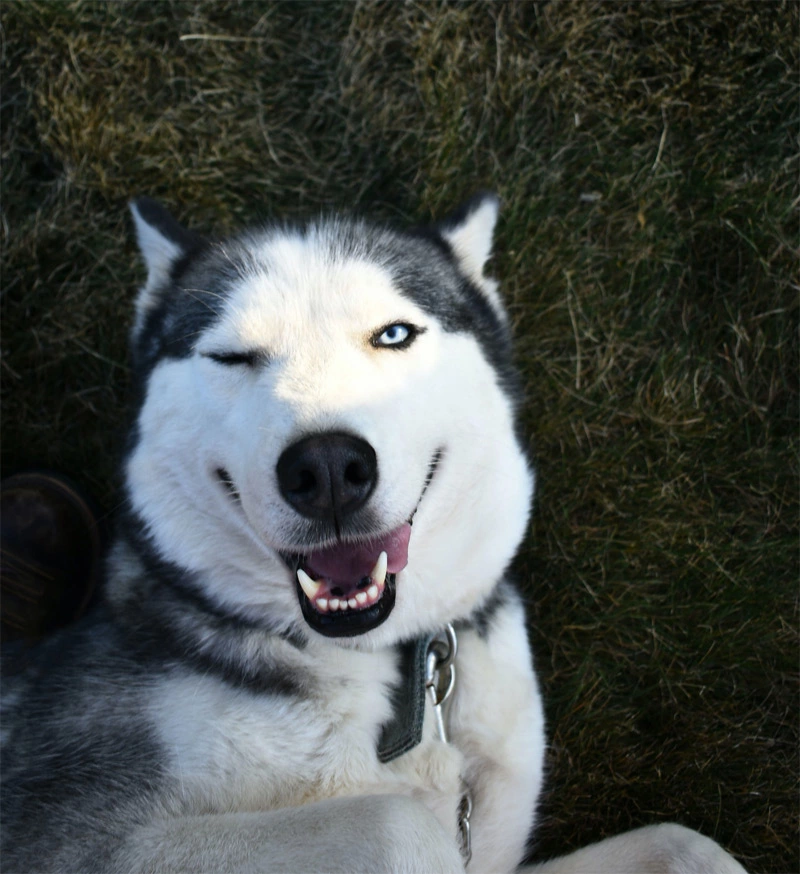 Why Do Dogs Sometimes Wink